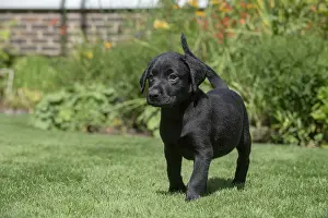 Labarador: DOG. Black Labarador puppy (8 weeks old ) in a garden