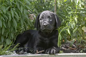 Labarador: DOG. Black Labarador puppy (8 weeks old ) in garden floliage