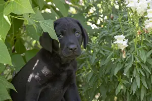 Labarador: DOG. Black Labarador puppy (8 weeks old ) in garden floliage
