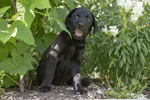 Shock: DOG. Black Labarador puppy (8 weeks old ) in garden floliage