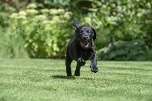 Labarador: DOG. Black Labarador puppy (8 weeks old ) running