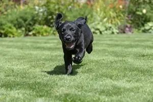 Labarador: DOG. Black Labarador puppy (8 weeks old ) running