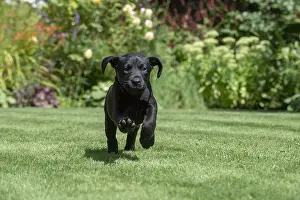 Labarador: DOG. Black Labarador puppy (8 weeks old ) running