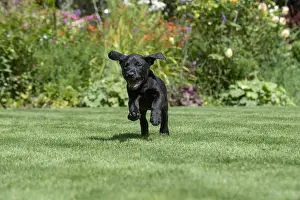 Labarador: DOG. Black Labarador puppy (8 weeks old ) running
