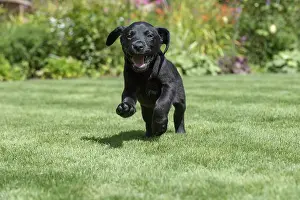 Labarador: DOG. Black Labarador puppy (8 weeks old ) running