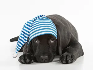 280218: DOG. Black Labarador puppy laying down, studio