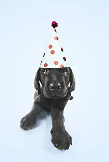 Labarador: DOG. Black Labarador puppy laying down wearing party hat