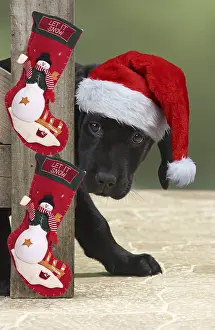 Stocking: DOG. Black Labarador puppy looking around a gate
