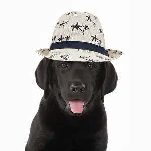 Labarador: DOG. Black labarador puppy wearing a holiday hat