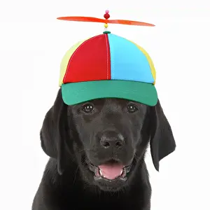 Propeller: DOG. Black labarador puppy wearing propeller hat