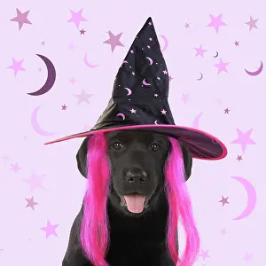 Wigs: DOG. Black labarador puppy wearing witch hat for Halloween
