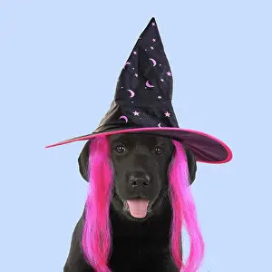 Study: DOG. Black labarador puppy wearing witch hat for Halloween