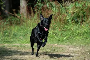 Labarador: DOG. Black Labarador running towards camera