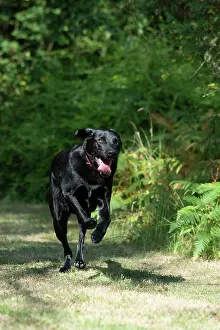 Labarador: DOG. Black Labarador running towards camera