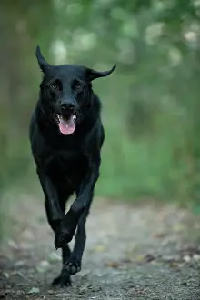 Labarador: DOG. Black Labarador running towards camera