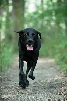 Labarador: DOG. Black Labarador running towards camera