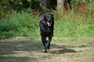 Labarador: DOG. Black Labarador running towards camera