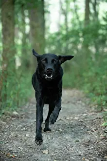 Labarador: DOG. Black Labarador running towards camera