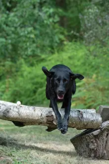 Labarador: DOG. Black Labarador running, jumping over log