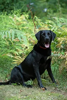 Labarador: DOG. Black Labarador, sitting, portrait in bracken, autumn