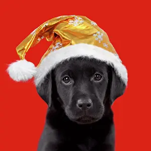 100817: Dog - Black Labrador - 6 week old puppy - wearing