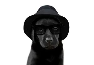 Sunglasses: Dog