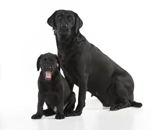280218: DOG. Black Labrador adult with 9week old puppy
