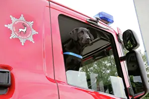 Rescues: Dog - Black Labrador in Fire Engine