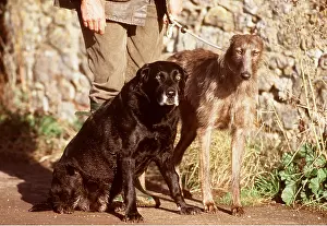 Exercising: DOG - Black Labrador & Lurcher Dogs with owner