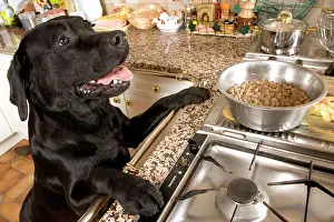 Unhygienic: Dog - Black Labrador with paws up on kitchen counter