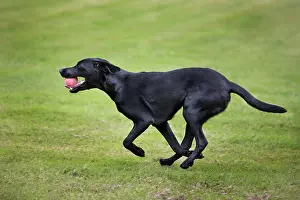 In Mouth: Dog - Black Labrador - playing in garden with ball