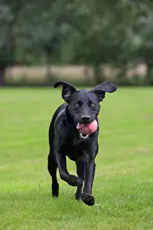In Mouth: Dog - Black Labrador - playing in garden with ball