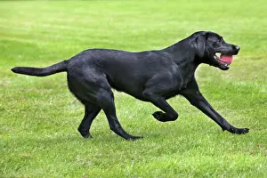 In Mouth: Dog - Black Labrador - playing in garden with ball