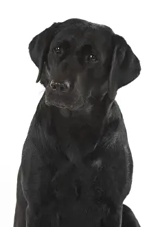 280218: DOG. Black Labrador portraits, studio 9 weeks old