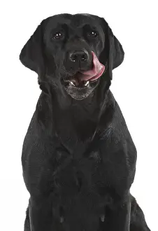 Lips: DOG. Black Labrador portraits, studio 9 weeks old