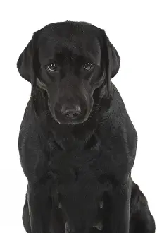 Upset: DOG. Black Labrador portraits, studio 9 weeks old