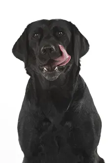 Lips: DOG. Black Labrador portraits, studio 9 weeks old