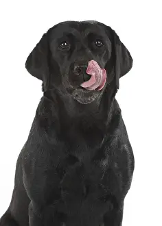 Lips: DOG. Black Labrador portraits, studio 9 weeks old