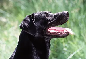 Temperature: DOG - BLACK LABRADOR - profile close up, panting