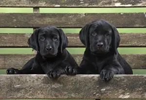 280218: DOG. Black Labrador puppies x2 on garden bench