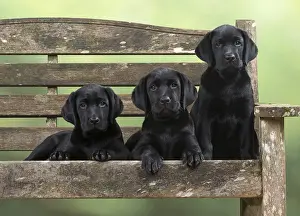 280218: DOG. Black Labrador puppies x3 on a garden bench