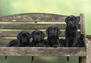 280218: DOG. Black Labrador puppies x4 on a garden bench