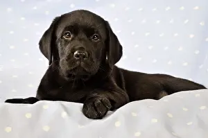 Labradors: DOG. Black Labrador puppy (8 weeks old ) on blue