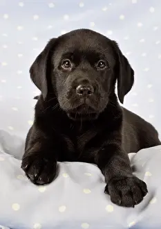 Labradors: DOG. Black Labrador puppy (8 weeks old ) on blue