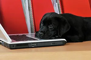 Laptop: DOG. Black Labrador puppy (8 weeks old ) on a laptop