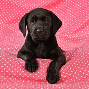 Labradors: DOG. Black Labrador puppy (8 weeks old ) on red