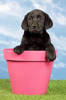 Flowerpots: Dog - Black Labrador - puppy. in flowerpot
