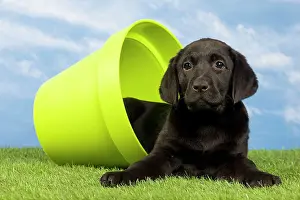 Flowerpots: Dog - Black Labrador - puppy. in flowerpot