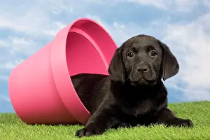 Flowerpots: Dog - Black Labrador - puppy. in flowerpot
