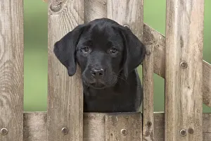 280218: DOG. Black Labrador puppy with it head thought a